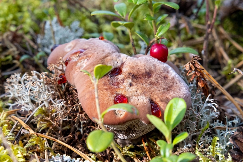 Дьявольский гриб