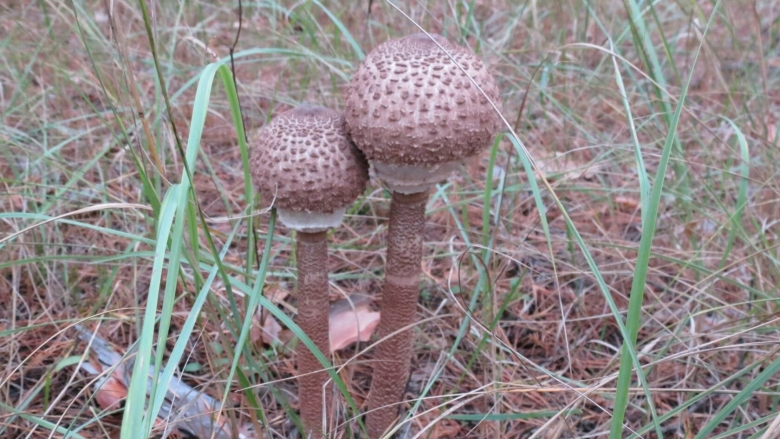 Грибы растущие в Пермском крае