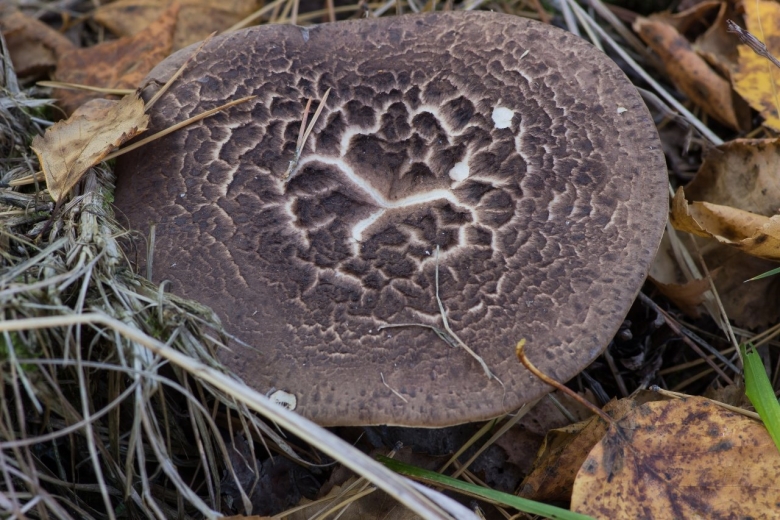 Гриб ежовик чешуйчатый