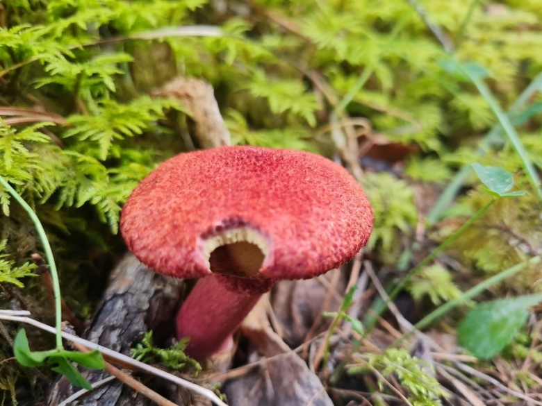 Краснокнижный гриб