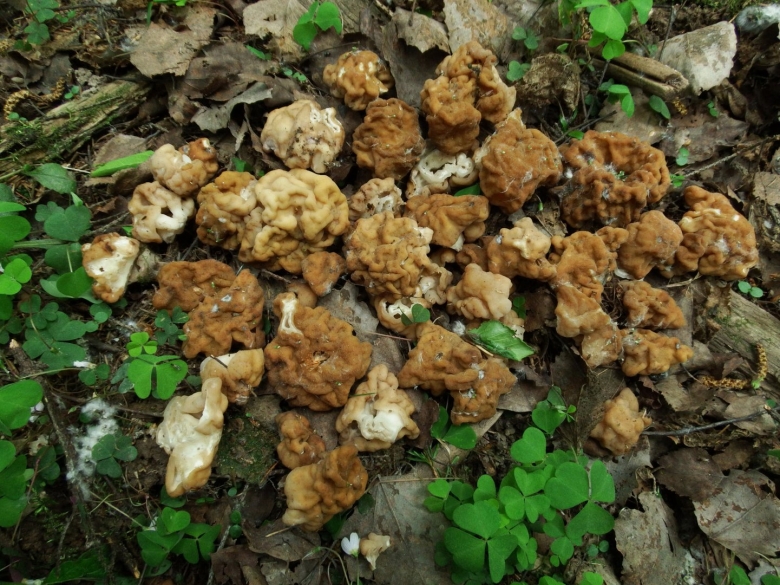 Опенок ссыхающийся Armillaria tabescens