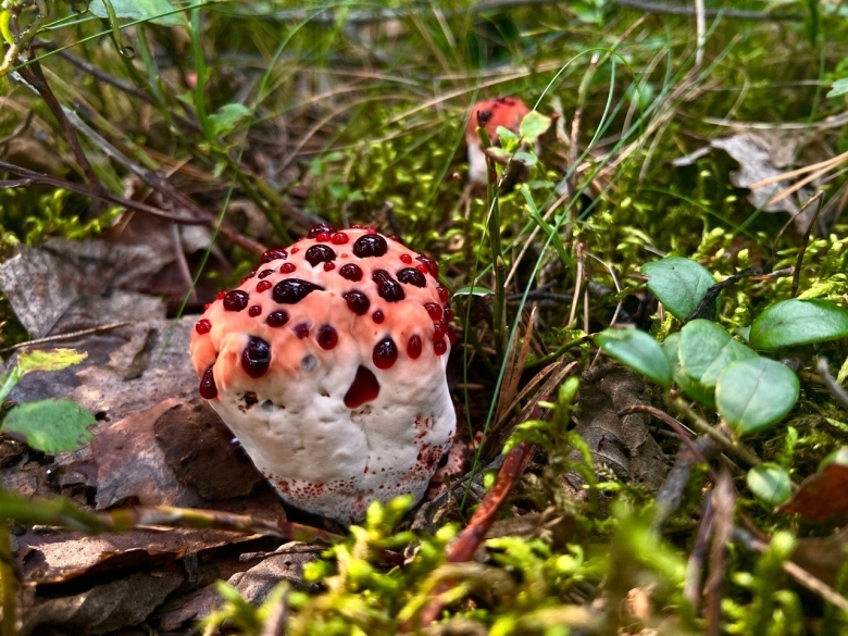 Несъедобные грибы фото