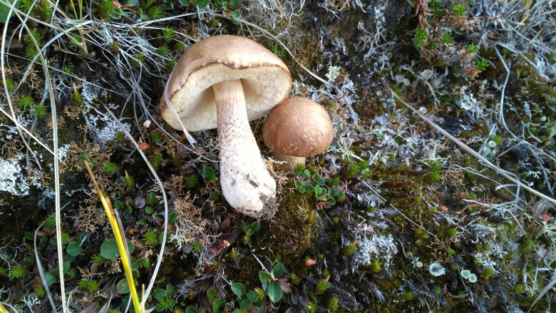 Съедобные грибы Ямала