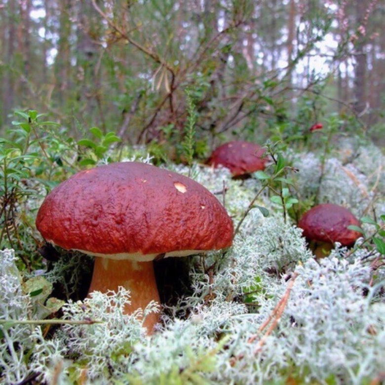 Белые грибы Коми