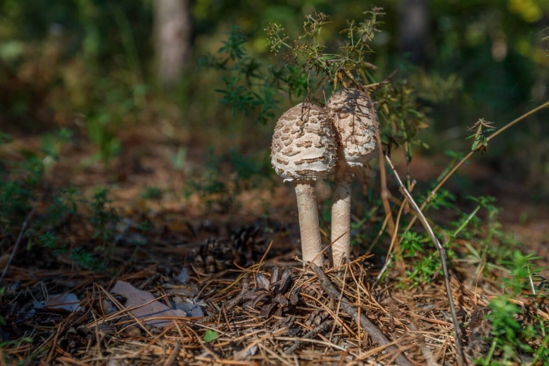 Зонтик пёстрый macrolepiota procera