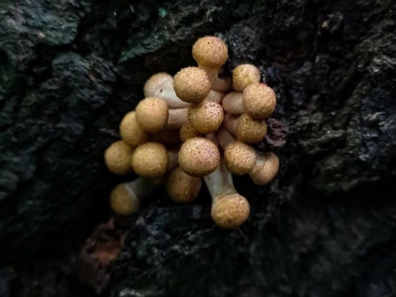 Весенние опята в Подмосковье фото