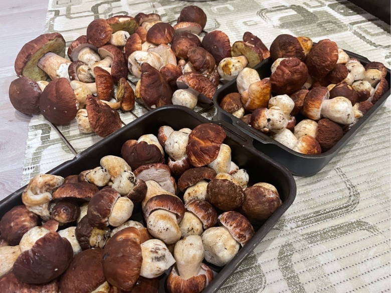 Грибы сачки