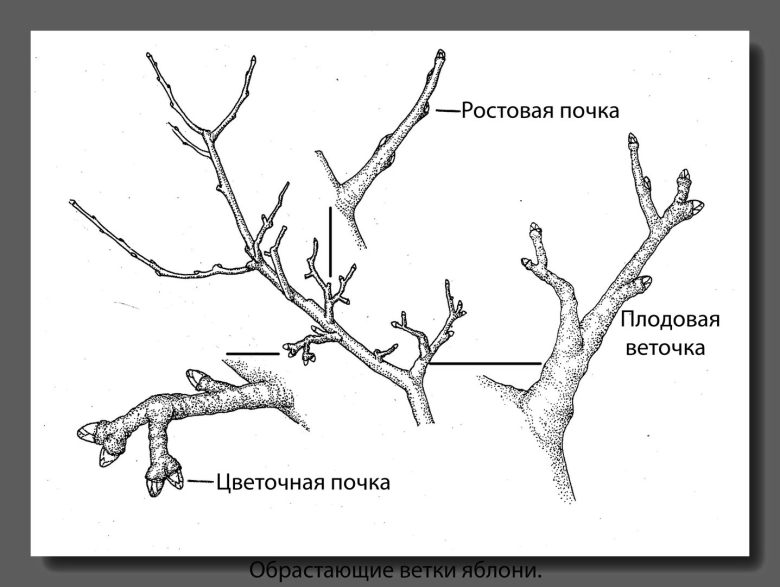 Обрезка плодовых деревьев весной яблони