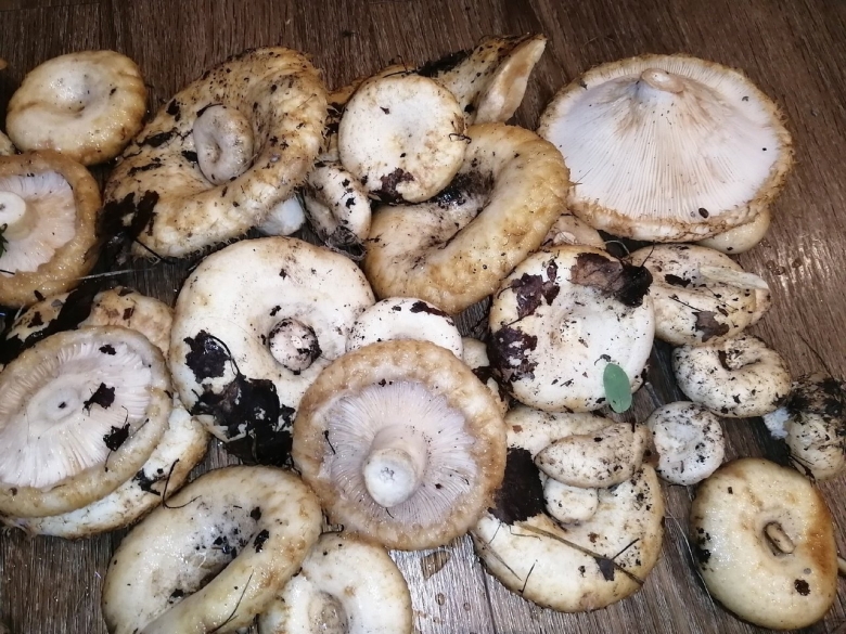 Ельничный груздь