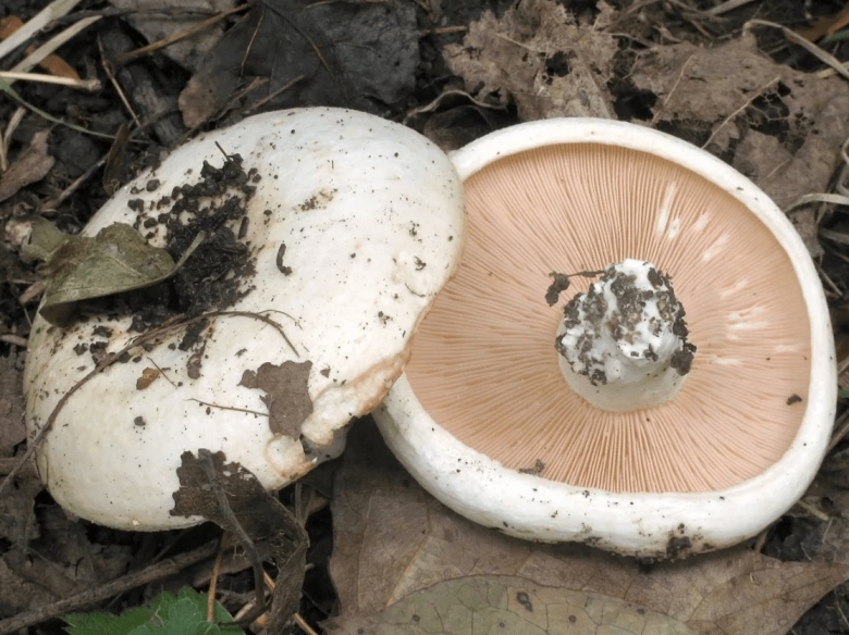 Груздь осиновый Тополевый