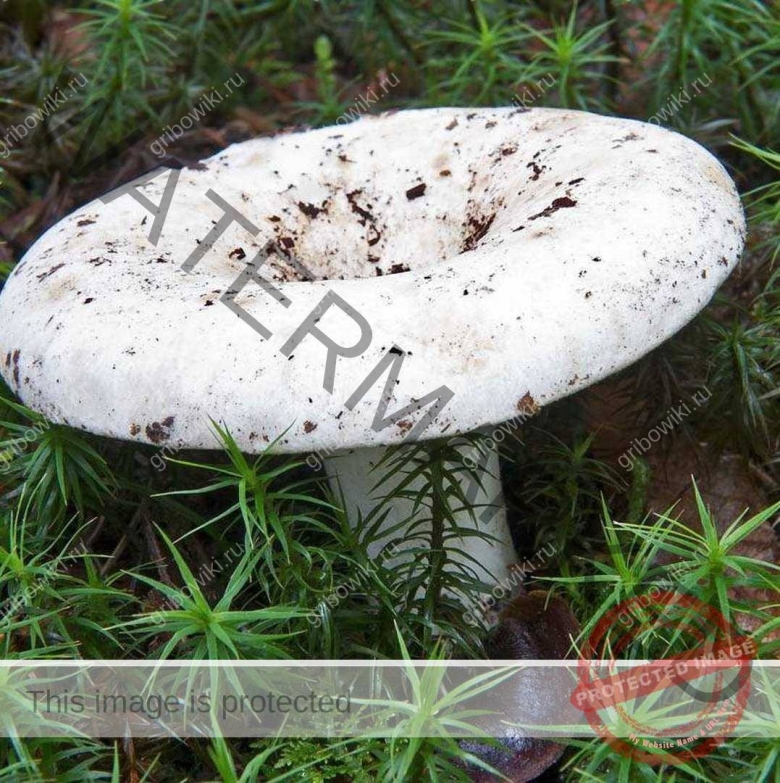 Груздь белый Сибирский