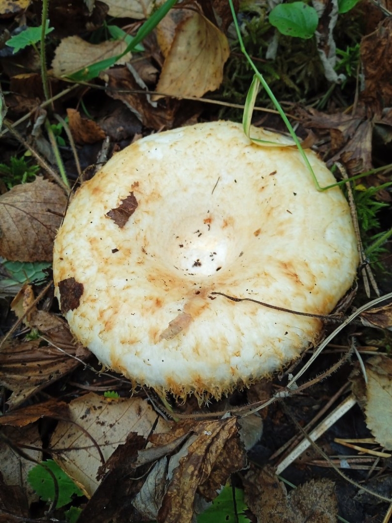 Белый груздь гриб