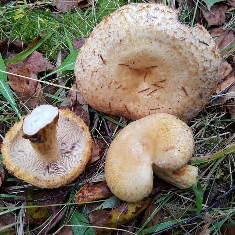 Пластинчатые грибы грузди