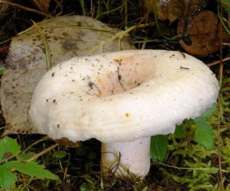 Груздь ложный скрипица