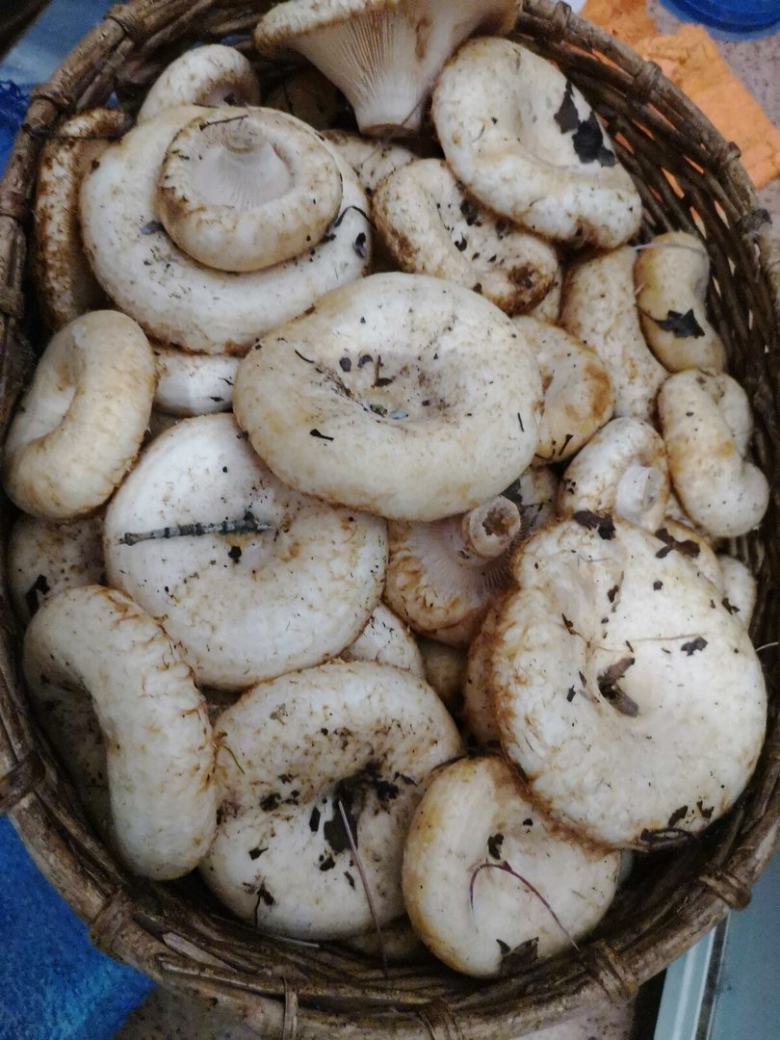 Белый груздь Приморье