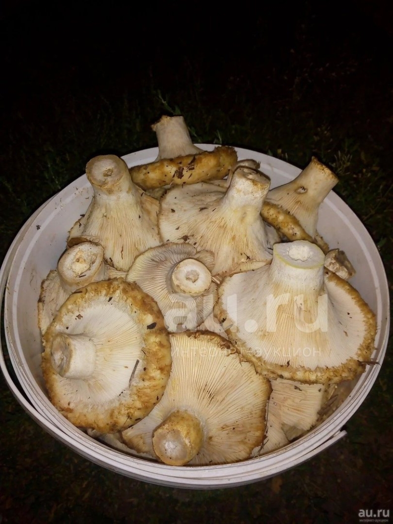 Белые грузди