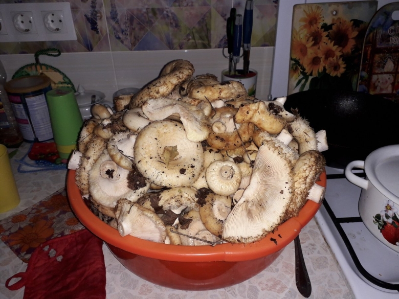 Грузди Уральские