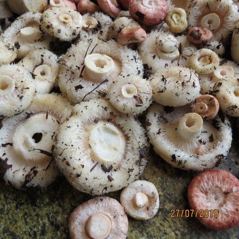 Гриб белый груздь