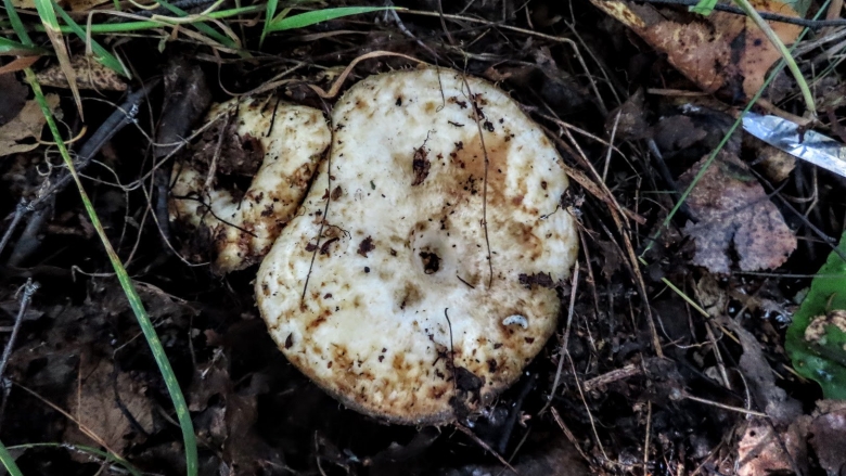 Тополиный груздь фото