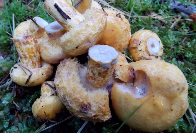 Груздь жёлтый lactarius scrobiculatus