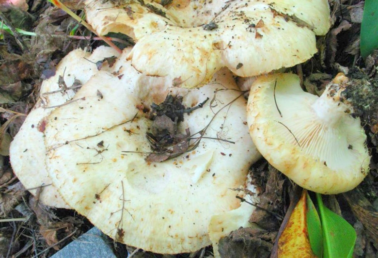 Груздь дубовый lactarius insulsus