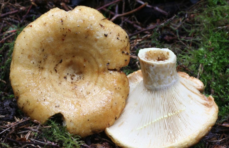 Груздь жёлтый Lactarius scrobiculatus