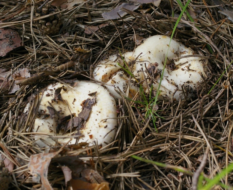 Правский груздь