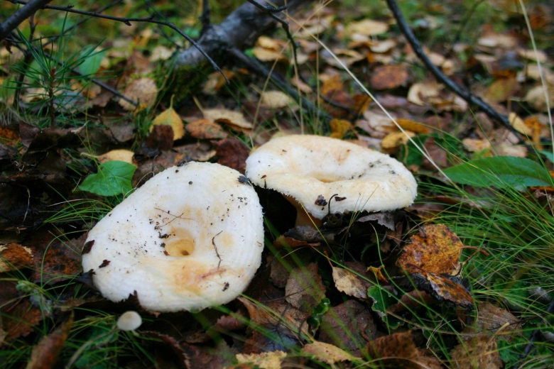 Груздь белый настоящий