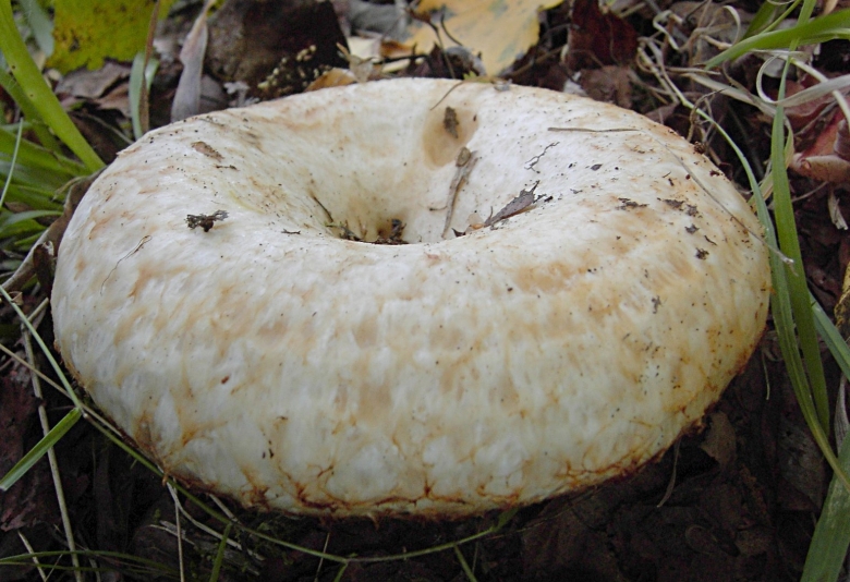 Груздь бахромистый Lactarius citriolens