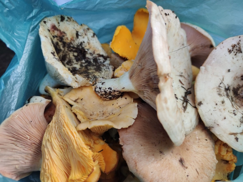 Гриб лисичка