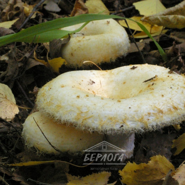 Белая груздь