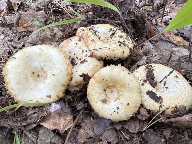 Белый груздь гриб