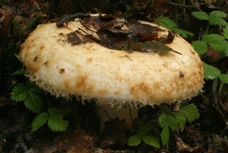Груздь бахромистый Lactarius citriolens