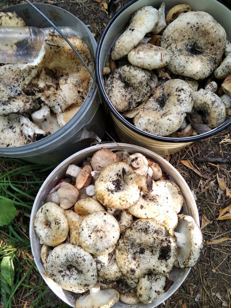 Грибы грузди Чатырдаг