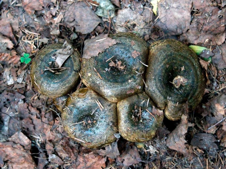 Черные грузди