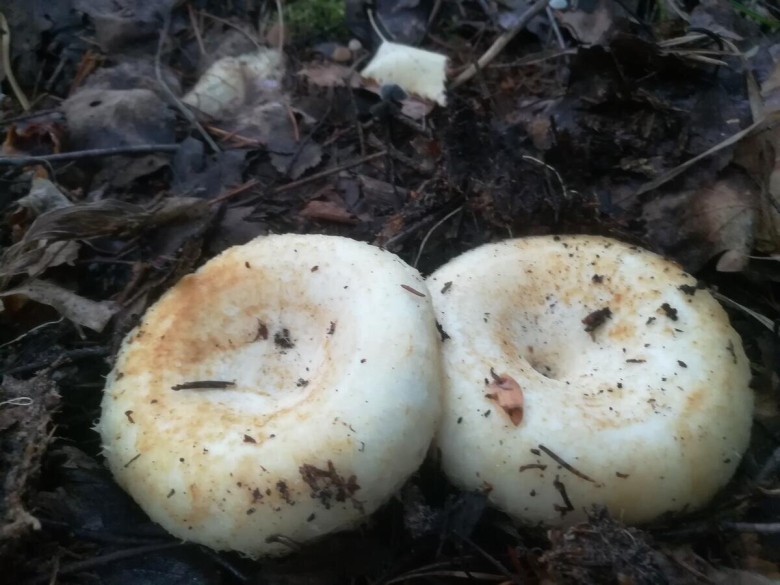 Гриб груздь белый