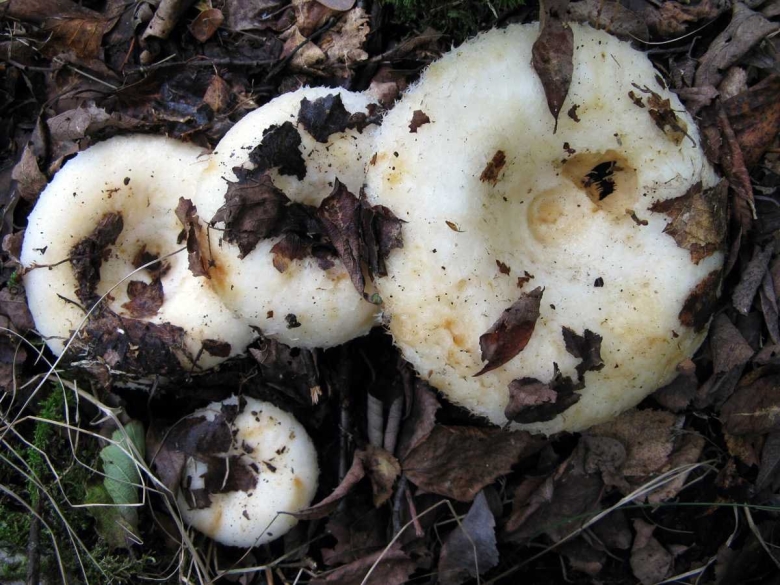 Подгруздок белый ложный
