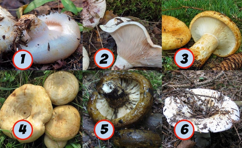 Грибы ложный груздь