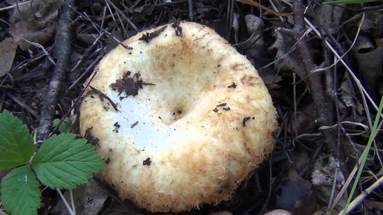 Грузди в Ленинградской области