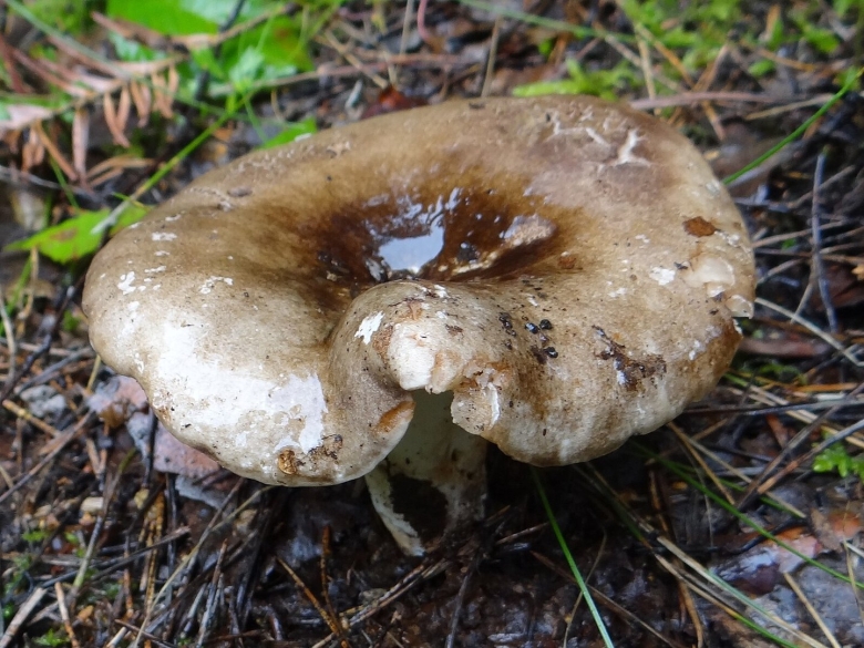 Подгруздок чёрный russula adusta