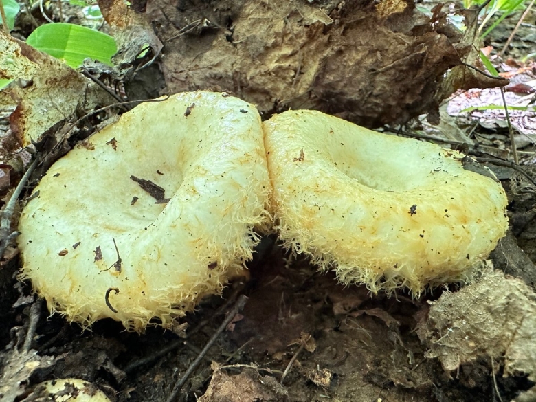 Гриб грузди