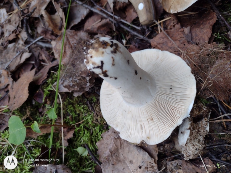 Грузди фото