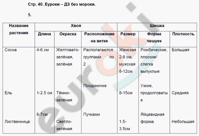 Биология таблица шишки размер форма чешуек плотность