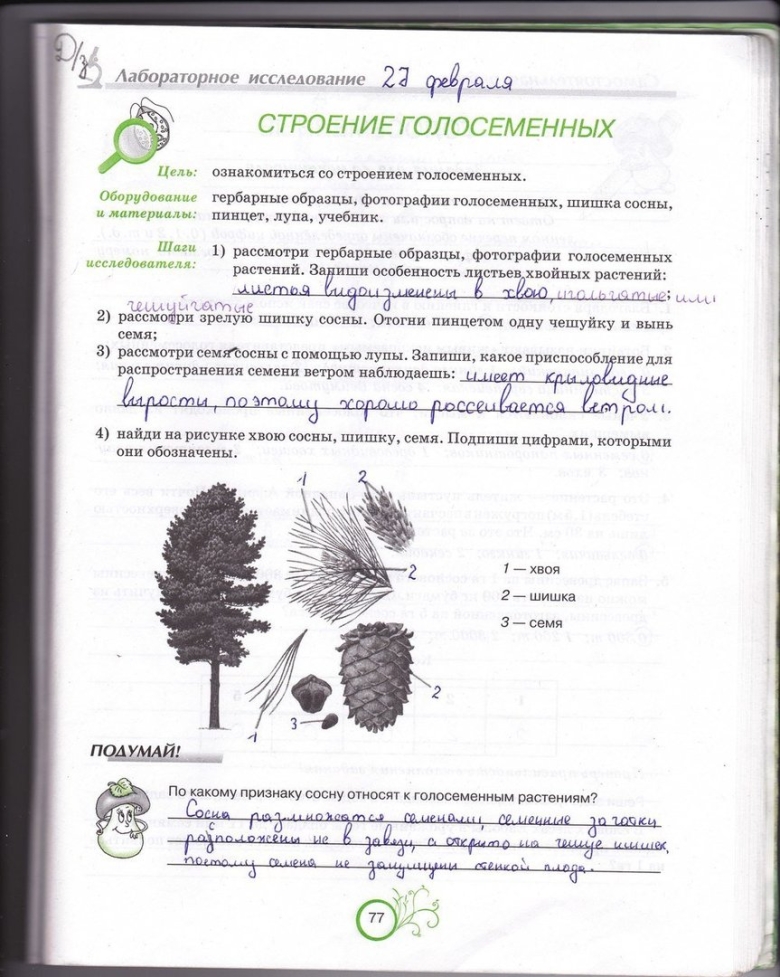 Лабораторная работа строение хвои и шишек хвойных растений