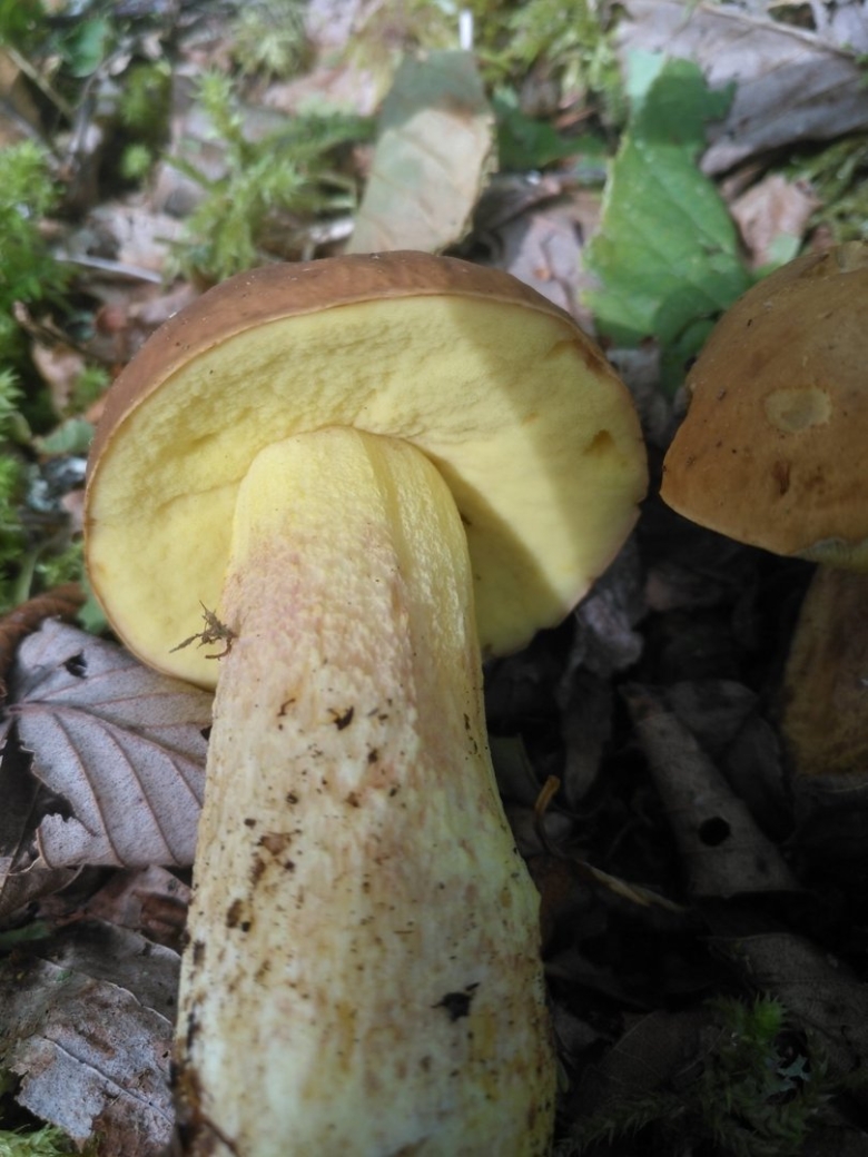 Гриб Боровик желтый