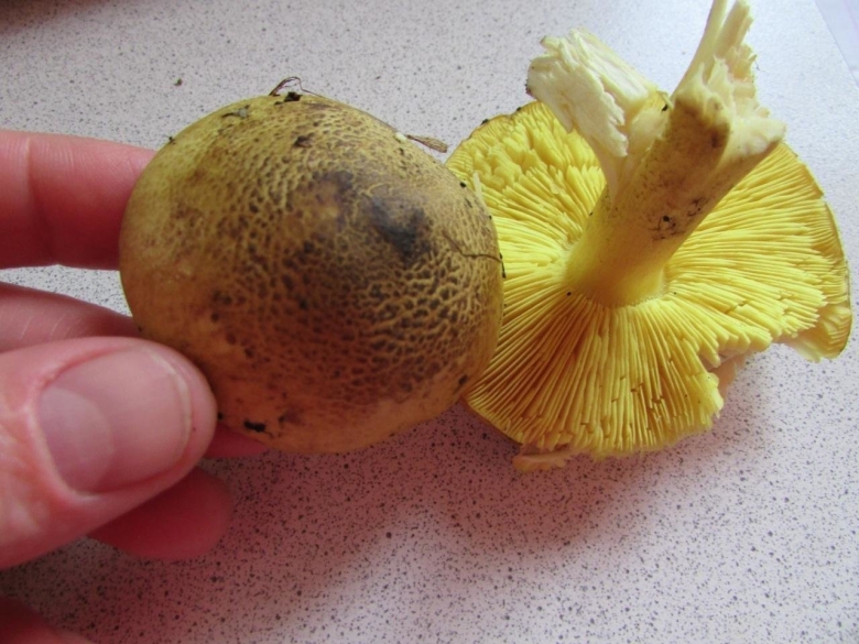 Гриб желтая шляпка снизу