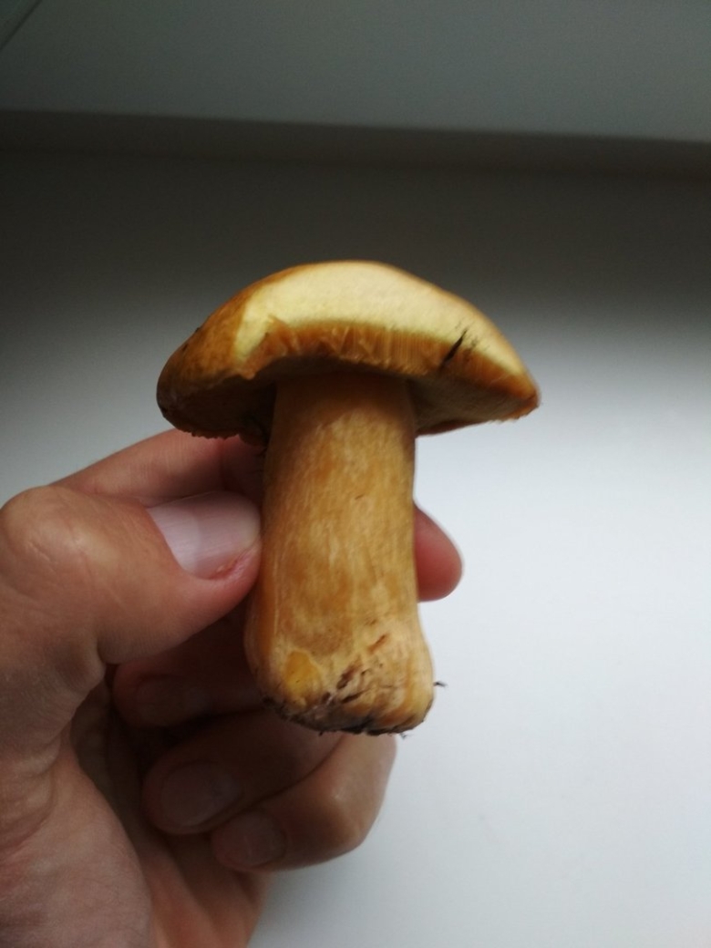 Масленок моховик желто бурый