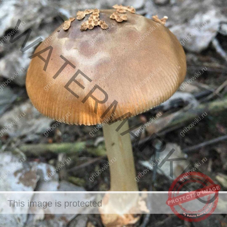 Поплавок жёлто коричневый amanita fulva