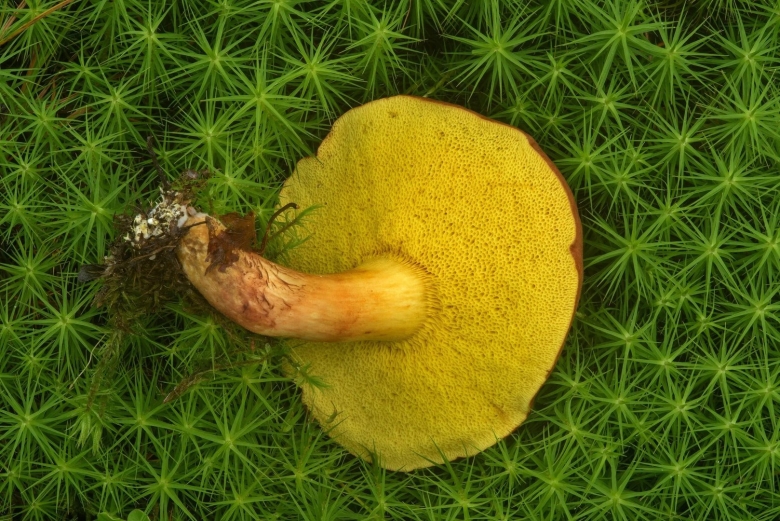 Моховик зеленый Xerocomus subtomentosus