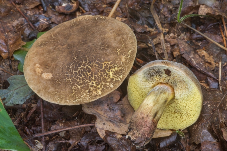 Моховик и Козляк